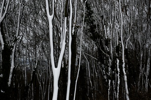 Snowtrees abstract sussex master